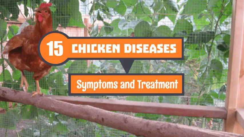 Chicken-Diseases