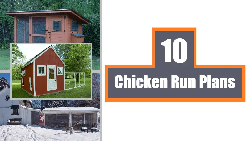 Chicken-Run-Plans