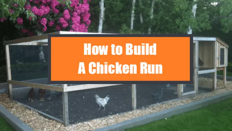 How to Build a Chicken Run - Ultimate Guide - Poultry Care Sunday