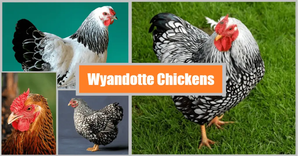 Wyandotte-Chickens