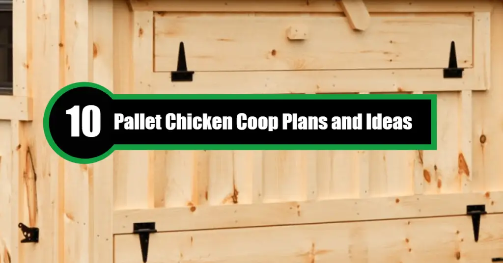 pallet-chicken-coop