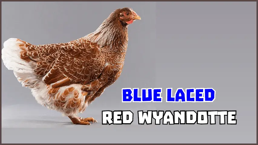 Blue_Laced_Red_Wyandotte