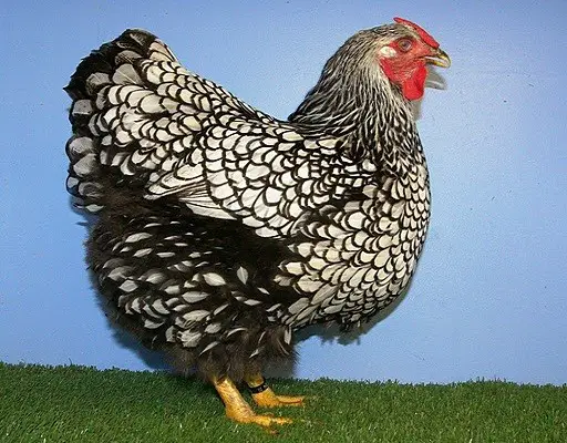 Silver-Laced-Wyandotte-chickens