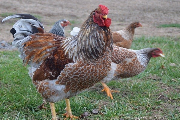 blue-laced-wyandotte