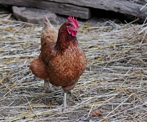 Can Rhode island red chickens fly
