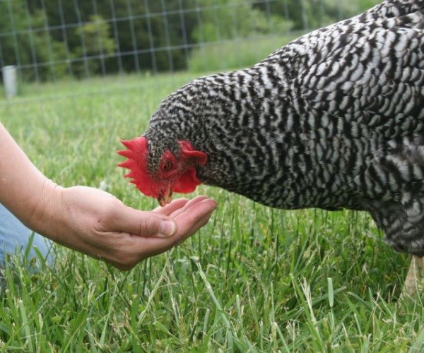 Is The Plymouth Rock Chickens Good Choice For You