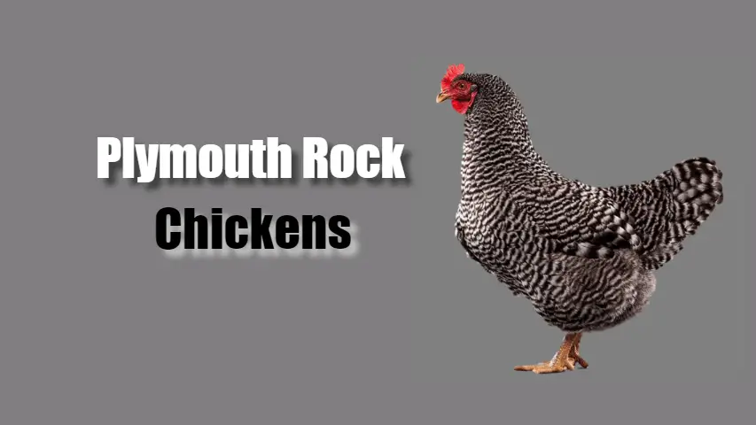 plymouth_rock_chicken_breeds