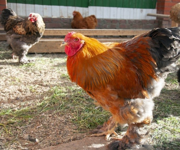 Behavior of The Cochin Chicken