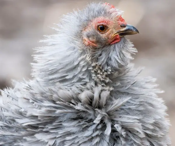 Behavior of The Frizzle Chickens