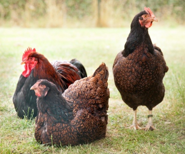 Characteristics Of The Barnevelder Chickens