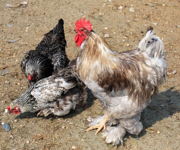 Characteristics of The Cochin Chicken