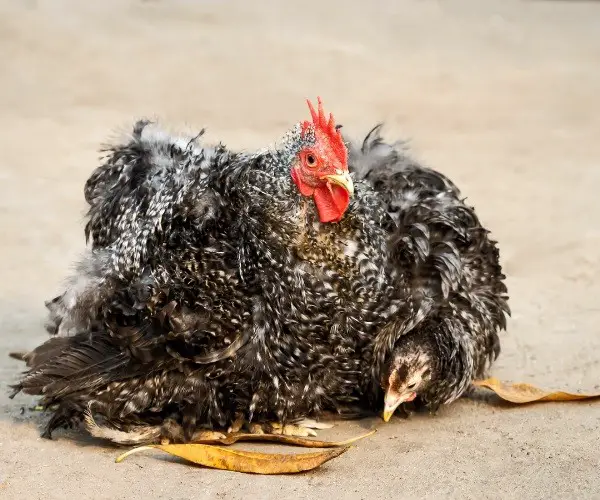 Characteristics of The Frizzle Chickens