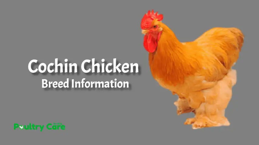 Cochin_Chicken_breed_information