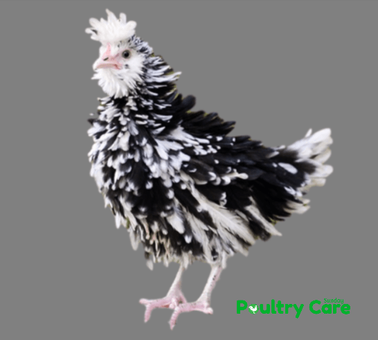 Frizzle Chicken