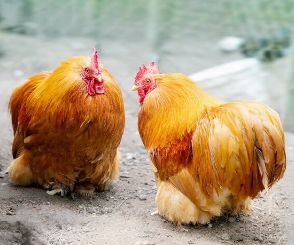 Is The Cochin Chickens a Good Choice For You