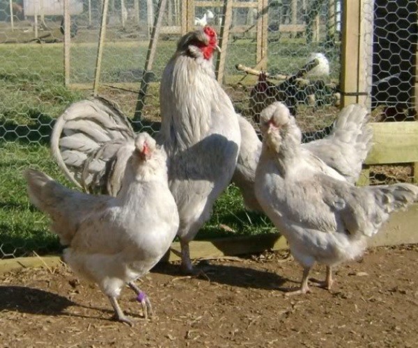 Behavior Of The Araucana Chicken