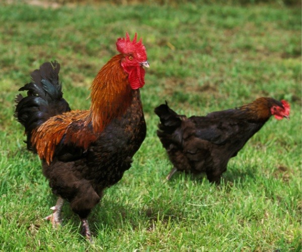 Behavior Of The Marans Chicken