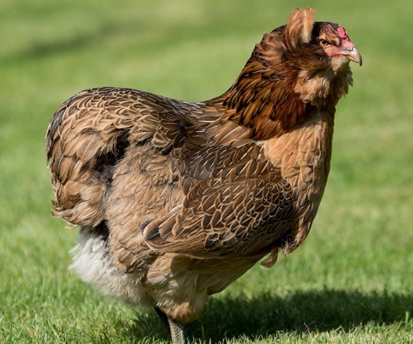 Characteristics Of The Araucana Chicken