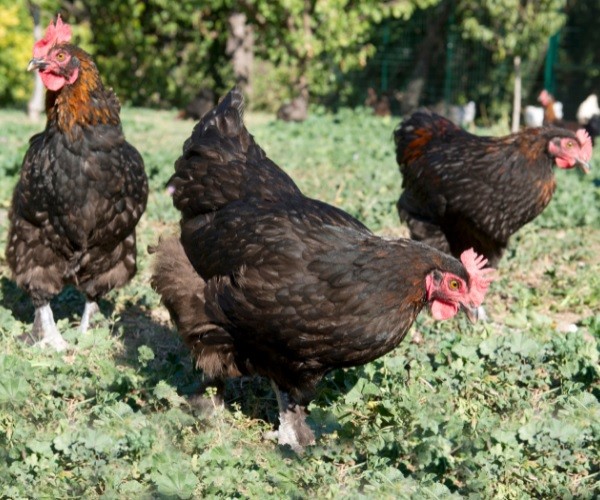 Characteristics Of The Marans Chicken