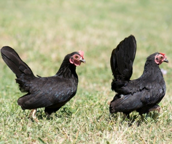 Characteristics Of The Serama Chicken