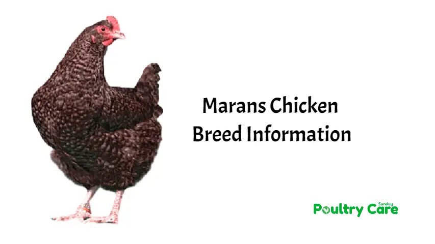Marans-Chicken-Breed