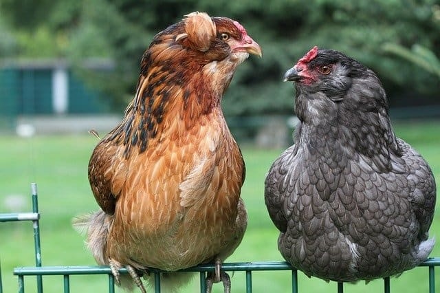  The Araucana Chicken A Good Choice For You