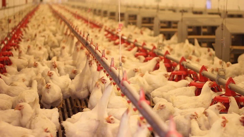 Broiler Poultry Farming