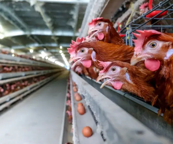 Different Methods of Layer Poultry Farming