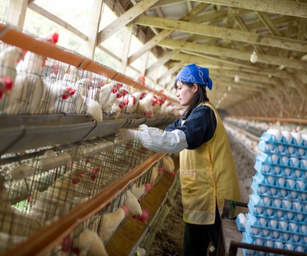 Methods of Poultry Farming