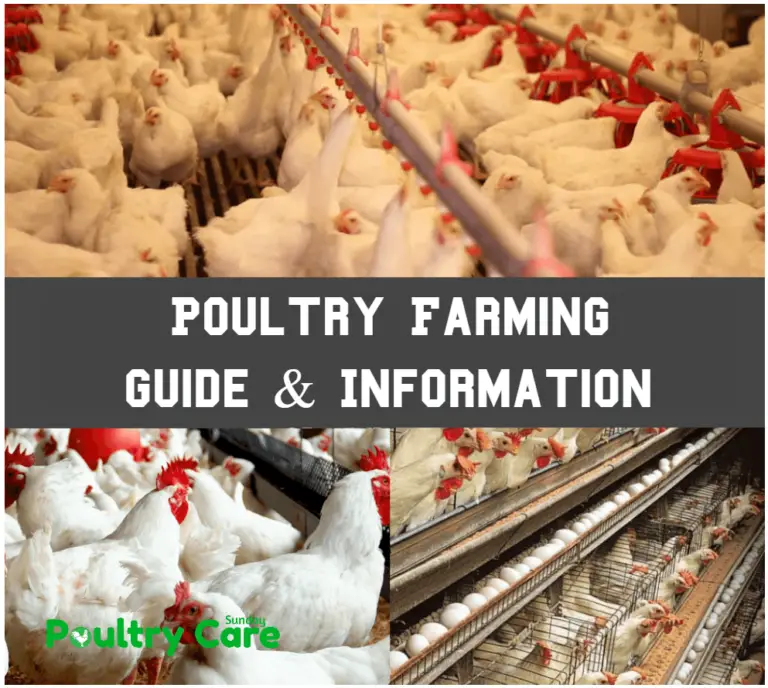 Poultry Farming Guide & Information | Poultry Care Sunday