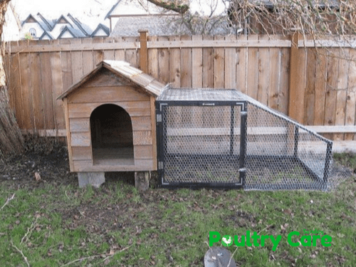 Old Dog House Chicken Coop