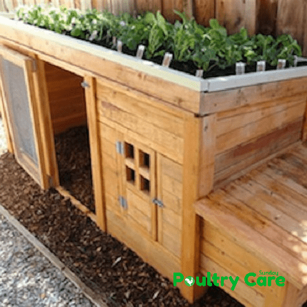 The Self-Sustain Chicken Coop