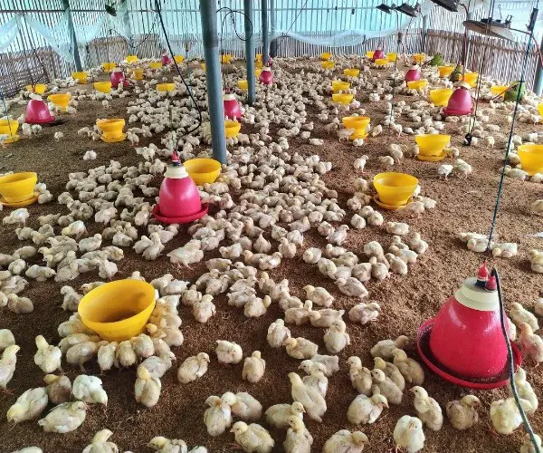 Poultry Farming For Beginners How Do You Get Started