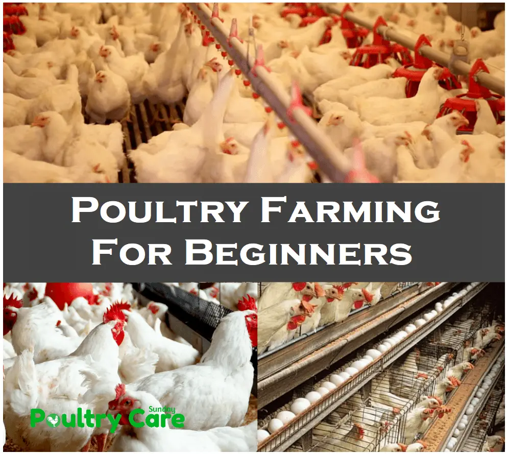 Poultry Farming For Beginners
