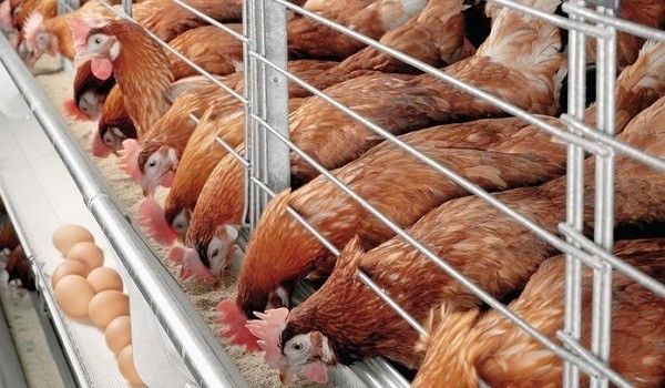 poultry farming business