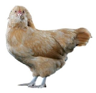 Ameraucana Chicken.jpg