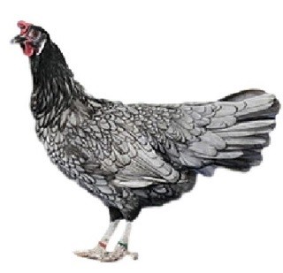 Andalusian Chicken