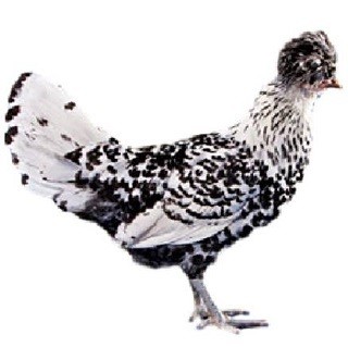 Appenzeller Spitzhauben Chicken