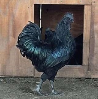 Ayam Cemani Chicken