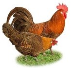 80+ Chicken Breeds Information with Pictures (A-Z List)