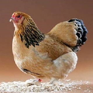 Brahma Chicken