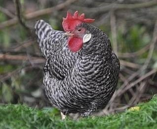 California Gray Chicken