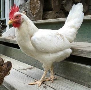 California_White_Chicken