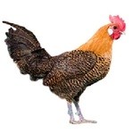 List of 80 Chicken Breeds - Information and Pictures | Poultry Care Sunday