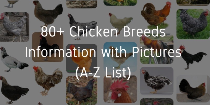 Chicken Breeds Information with Pictures