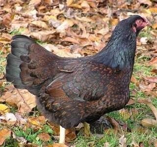 Cornish Chicken