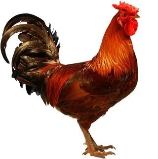 Derbyshire Redcap Chicken