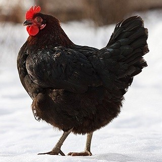 Australorp Chicken