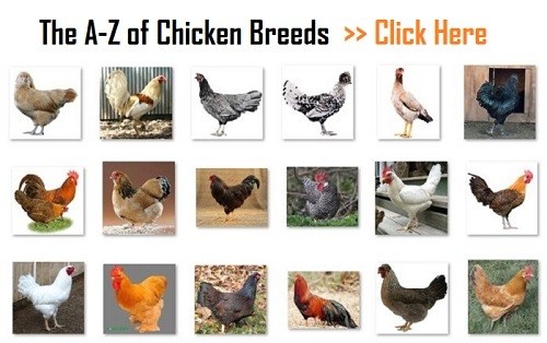 Chicken-Breeds_A-Z
