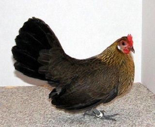 Dutch Bantam Chicken